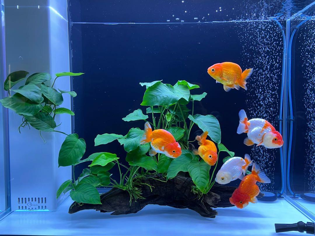 70 Setting Aquarium Koki HD Terbaru