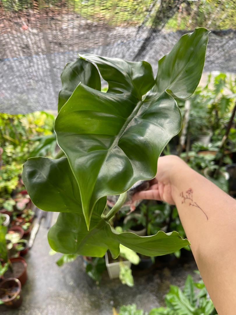 Planterboys - Philodendron Yellow Flame Variegata / Red Moon Variegata  #aroidaddicts #philodendronredmoonvariegata  #philodendronyellowflamevariegated