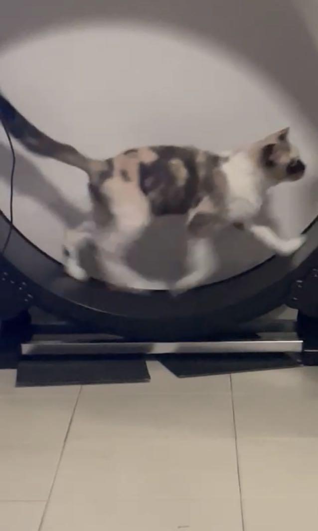 used cat exercise wheel