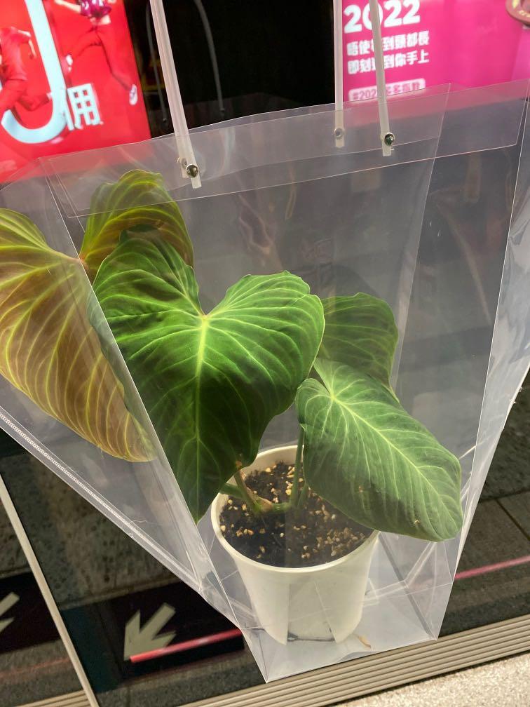 布風花塊根植物 傢俬 家居 家居裝飾 人工植物盆栽on Carousell