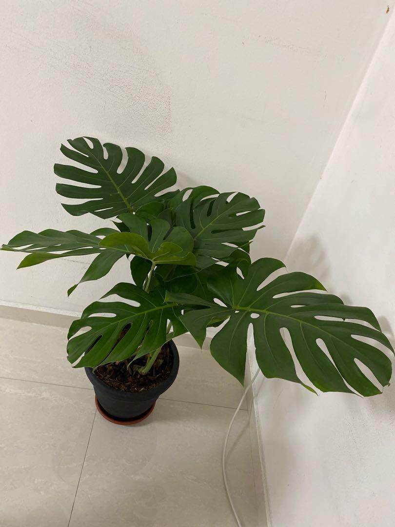 Young Alocasia Xanthosoma Mickey Mouse Variegated, Furniture & Home ...