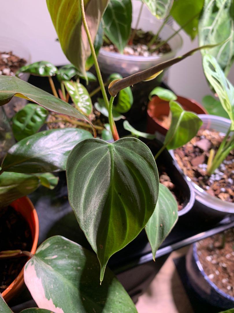 Philodendron brandtianum (wild form), Furniture & Home Living ...