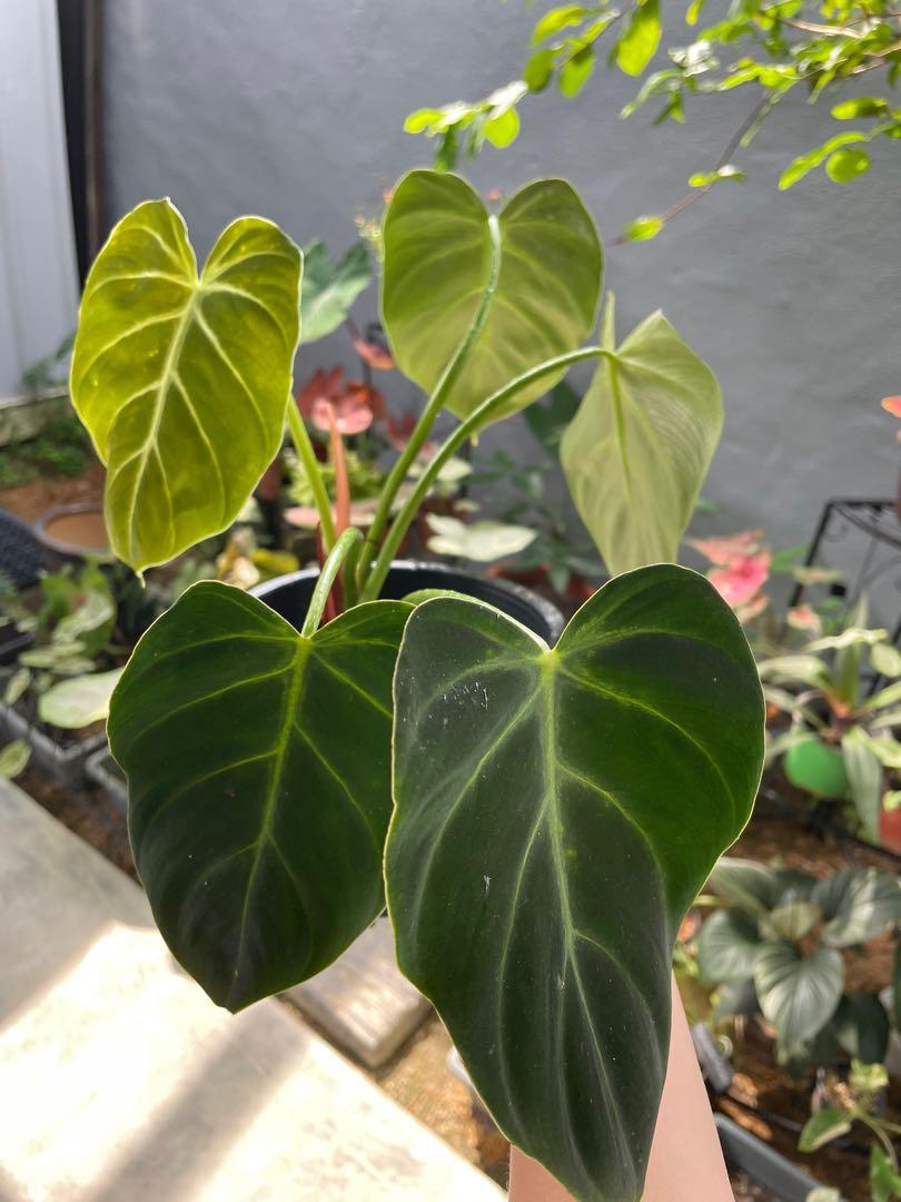 Philodendron Rubrocinctum Platinum, Furniture & Home Living, Gardening,  Plants & Seeds on Carousell