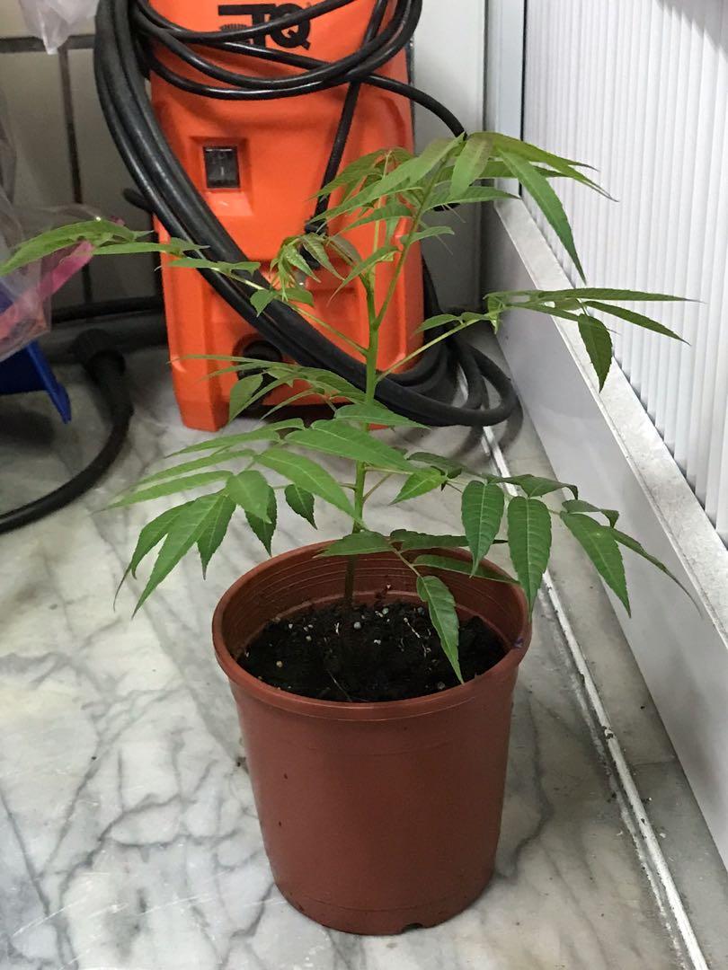 Cqg8h2fpclly5m Cqg8h2fpclly5m