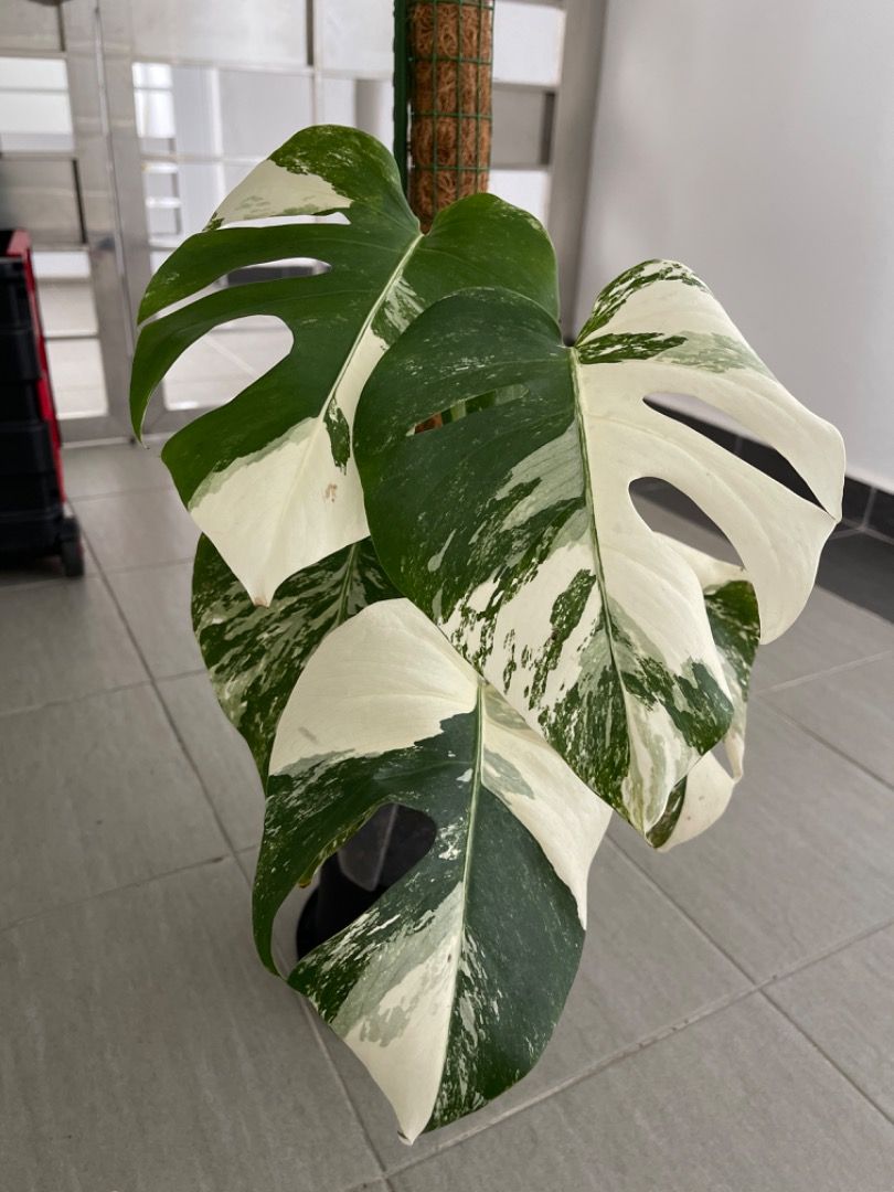Monstera Deliciosa Green On Green (M), Furniture & Home Living