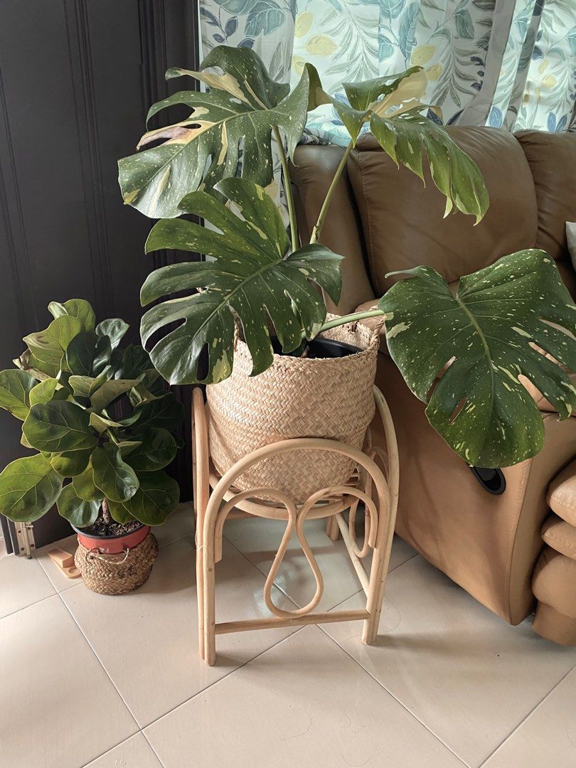 rattan plant stand spotlight