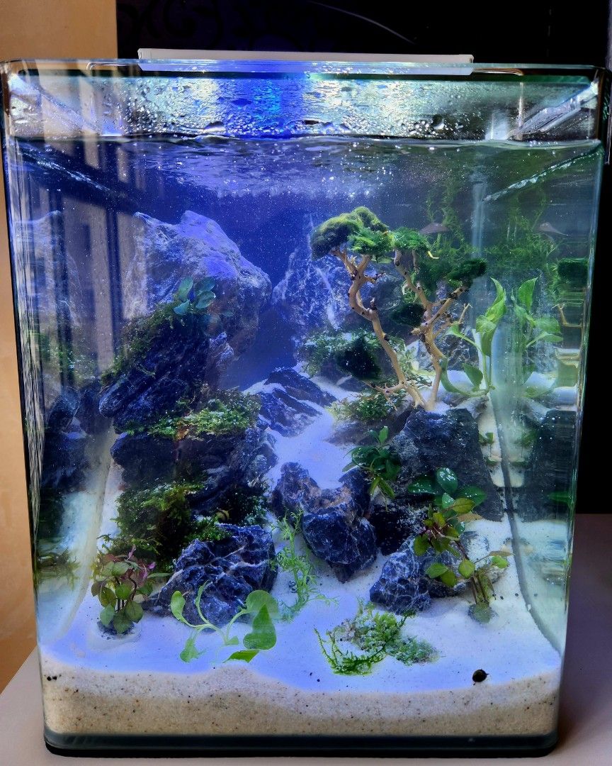 AQUARIUM Nano Cube 10L - Aquariums nus - BETTA Passion 69