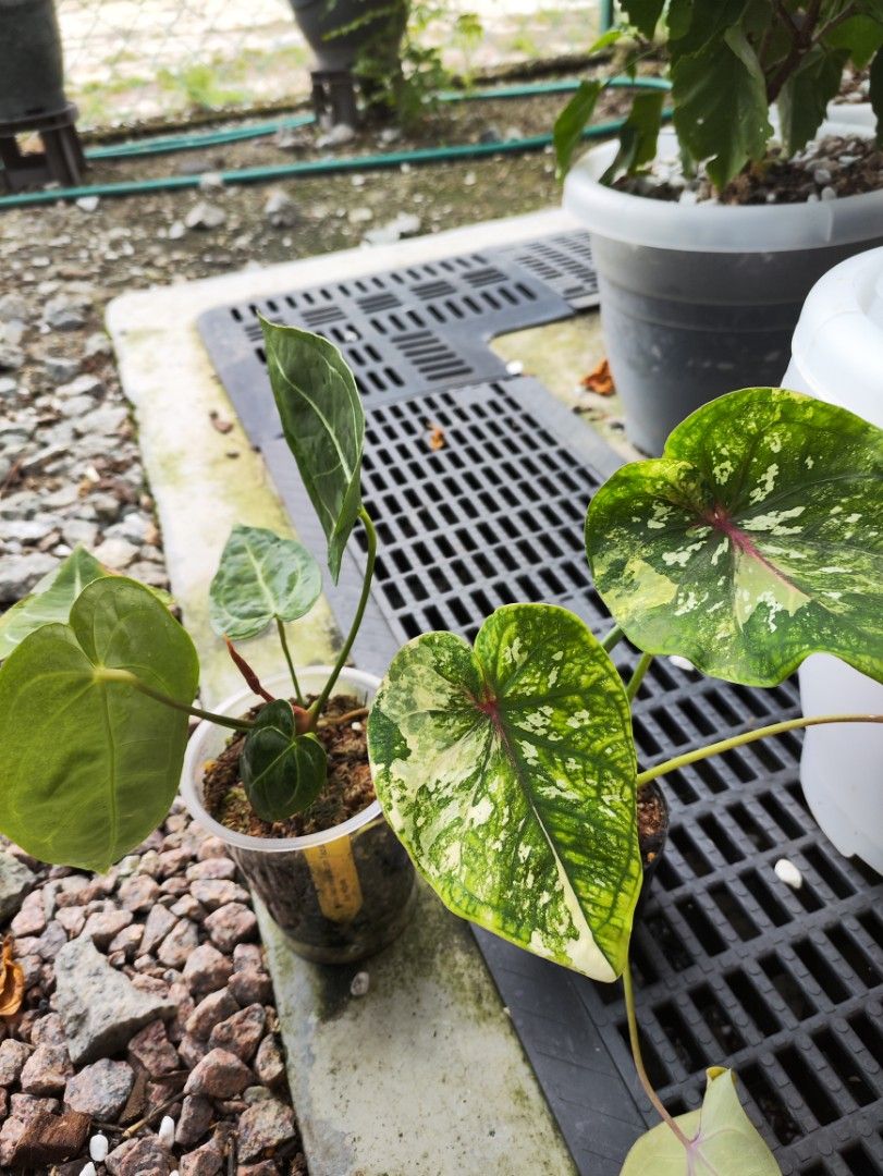 Anthurium (Brielle x Zara) x Anthurium Papillilaminum, Furniture & Home  Living, Gardening, Plants & Seeds on Carousell