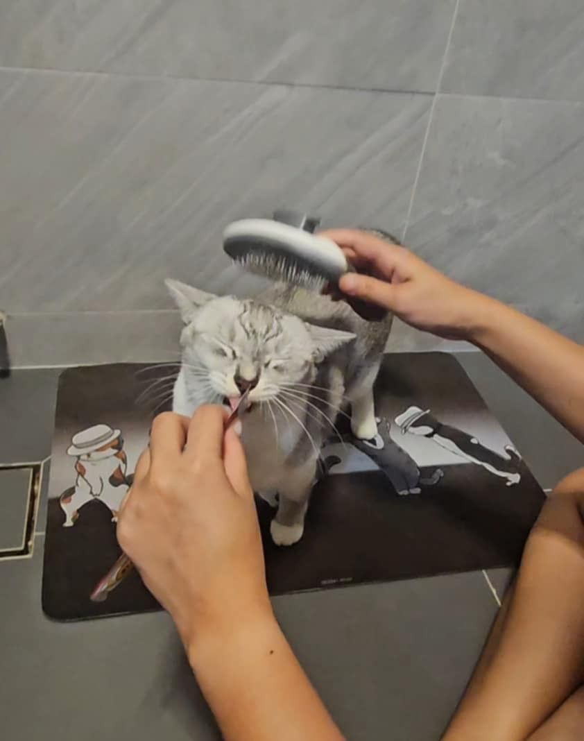 Pet Sitters House Call Mobile Grooming Mobile House Call Pet