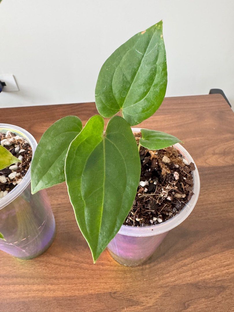Anthurium Papi Variegated x Besseae Aff, Furniture & Home Living
