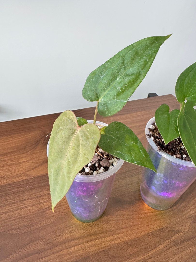 Anthurium Papi Variegated x Besseae Aff, Furniture & Home Living